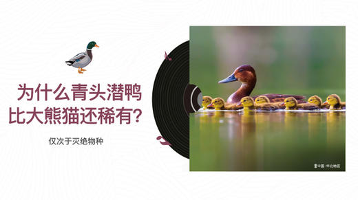 为什么青头潜鸭比大熊猫还稀有？ 商品图0