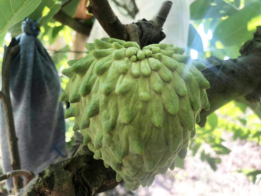 福建漳州释迦果特级果3斤装皮薄籽少肉厚果肉乳白q弹爽滑