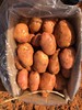 云南小黄姜+红皮土豆 商品缩略图3