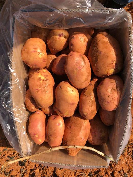 云南小黄姜+红皮土豆 商品图3