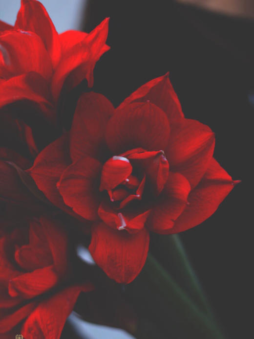 【周四团购】朱顶红1枝39.9元 2人拼团 商品图1