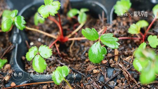 芸萳荭·阳光红颜草莓 250g/盒*4份  杜绝激素 人工除草 商品图3