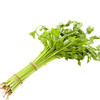 新鲜香芹 西芹250g左右 商品缩略图0
