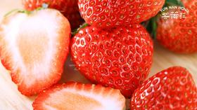 芸萳荭·阳光红颜草莓 250g/盒*4份  杜绝激素 人工除草