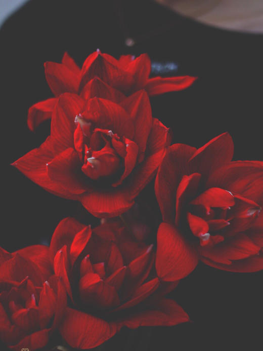 【周四团购】朱顶红1枝39.9元 2人拼团 商品图2