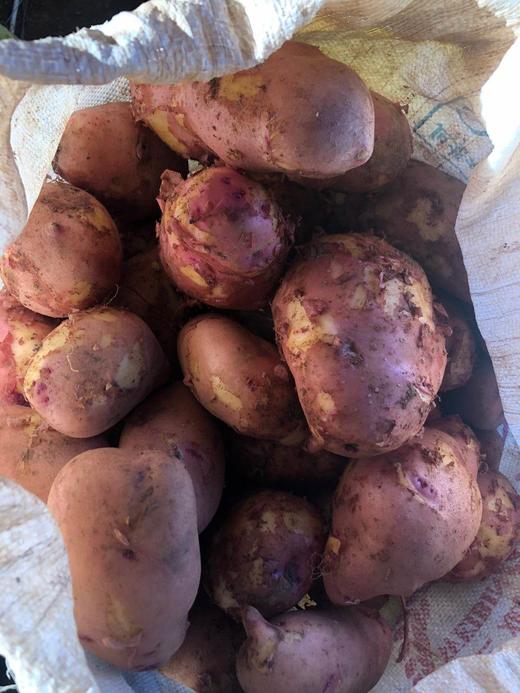 云南小黄姜+红皮土豆 商品图7