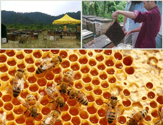 百花蜜 结晶蜜  2500g -包邮 商品图2