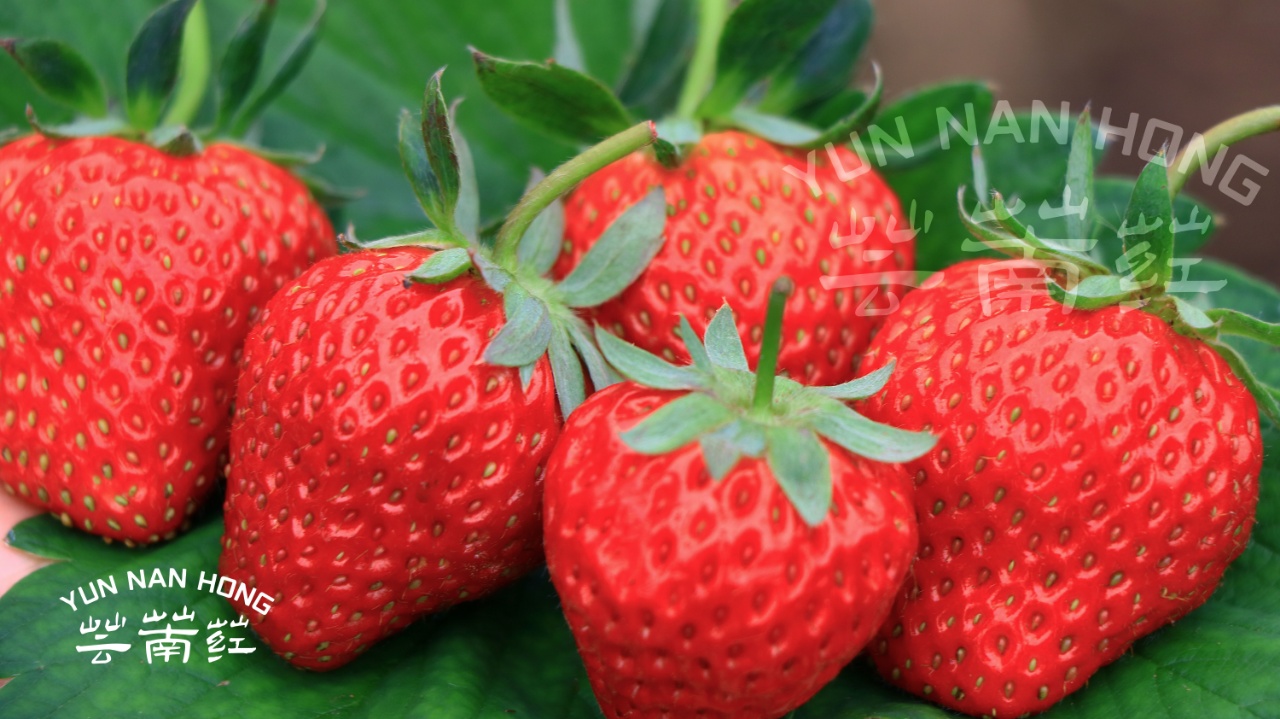 云南红颜草莓250克*4盒