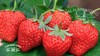 云南红颜草莓250克*4盒 商品缩略图0