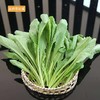 【BN】小青菜/小苦菜 约500g/份 商品缩略图2