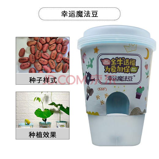 植物小盆栽 商品图2