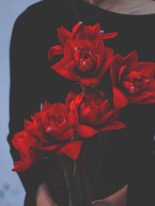 【周四团购】朱顶红1枝39.9元 2人拼团 商品图0