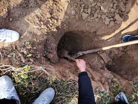 新鲜垆土铁棍山药，到原产地挖掘你的美^-^