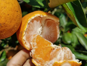  顺时养生 | 小雪食养 · 慧吃篇（上） 