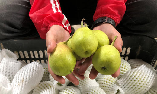 新疆库尔勒香梨 商品图4