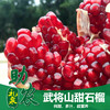武将山甜石榴 商品缩略图0