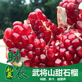 武将山甜石榴