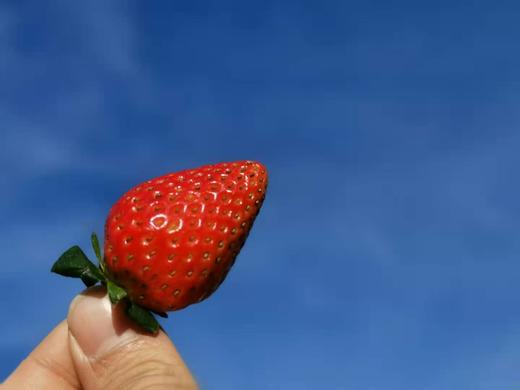 云南奶油草莓 商品图1