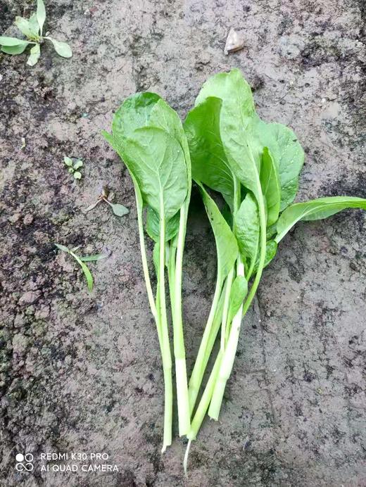 菜苔 商品图1