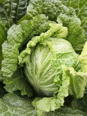  顺时养生 | 小雪食养 · 慧吃篇（下） 