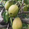 新疆库尔勒香梨 商品缩略图1