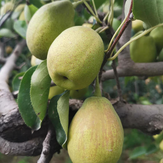 新疆库尔勒香梨 商品图1