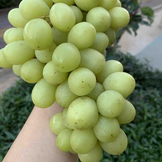 【秘鲁爆炸青提】(2斤)