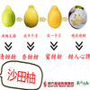 【全国包邮】广东梅州金柚------梅州沙田柚(72小时内发货) 商品缩略图3