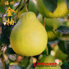 【全国包邮】广东梅州金柚------梅州沙田柚(72小时内发货) 商品缩略图0
