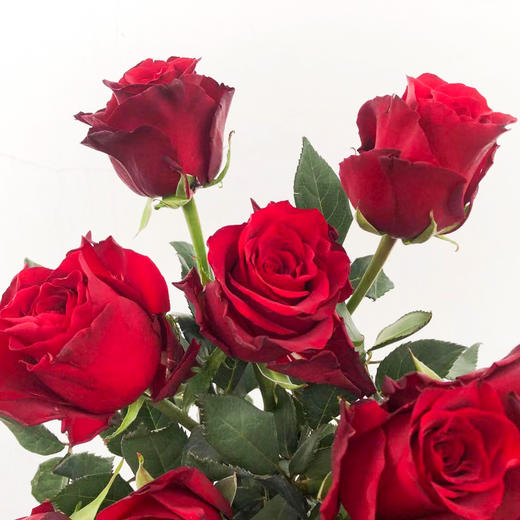 a级红玫瑰——传奇