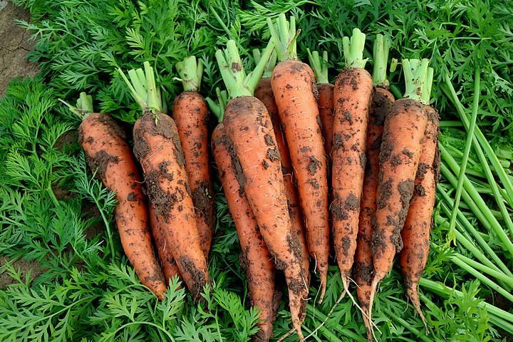 200本地有泥红萝卜约两条500克