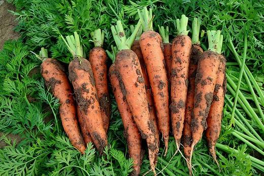 200本地有泥红萝卜约两条500克 商品图0