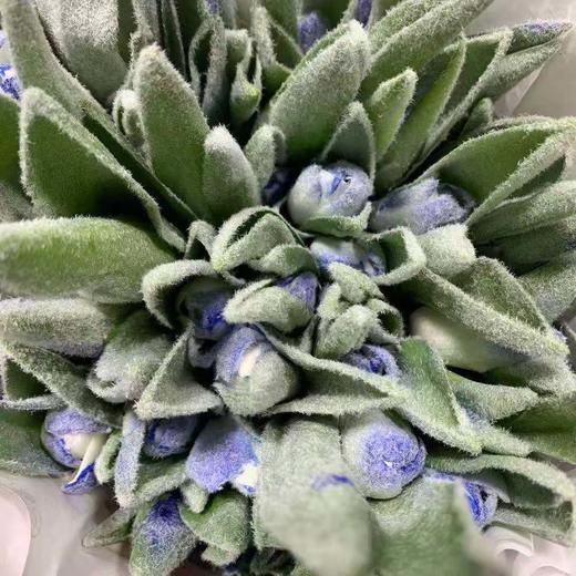 郁金香单瓣~冰雪奇缘~蓝色(进口)