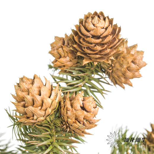 配果 | 莲花果（运输途中易掉果，介意慎拍） 商品图3