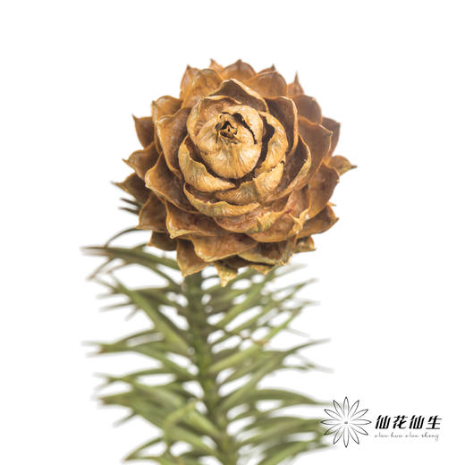 配果 | 莲花果（运输途中易掉果，介意慎拍） 商品图2