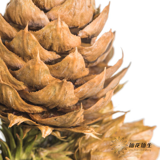 配果 | 莲花果（运输途中易掉果，介意慎拍） 商品图6