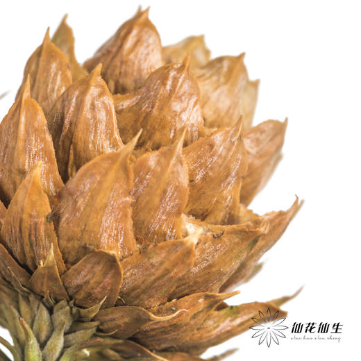 配果 | 莲花果（运输途中易掉果，介意慎拍） 商品图5