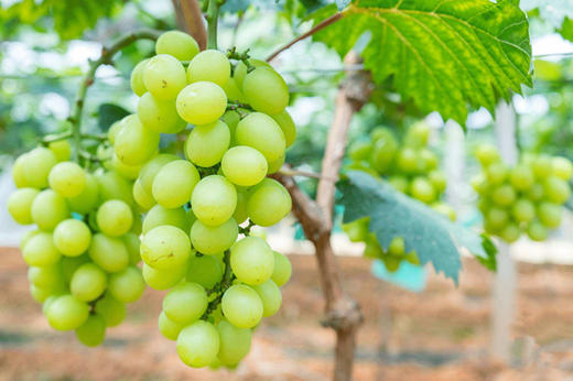 云南晴王阳光玫瑰 商品图2