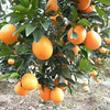 【福建省内包邮】古田脐橙5斤装 商品缩略图2