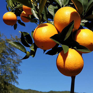 【福建省内包邮】古田脐橙5斤装 商品图3