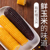 新疆三工滩有机富晒糯玉米10根装 商品缩略图2