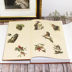  鸟类圣经丨435幅奥杜邦手绘鸟类高清大图全集 
