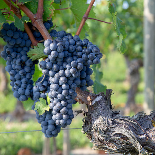 【有机干红】阿玛尼尔猫头鹰红牌系列 2018年 100%梅洛 商品图1