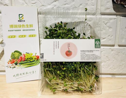 芽苗菜（自产） 商品图0