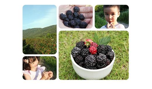 健康汁覆盆子液120ml*30복분자즙120ml*30 商品图2