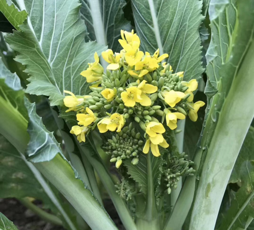 1斤正宗增城迟菜心新鲜小楼高脚菜心