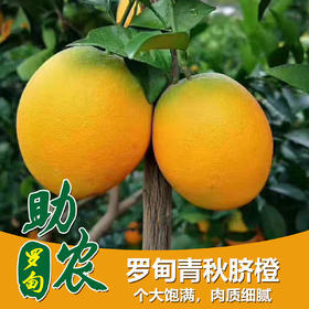 贵州黔南罗甸青秋脐橙5-10
