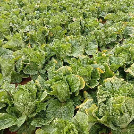 下单后48小时发货山东大白菜帮薄脆嫩鲜甜水润4斤装