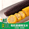 新疆三工滩有机富晒糯玉米10根装 商品缩略图0