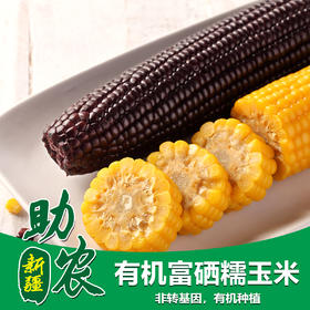 新疆三工滩有机富晒糯玉米10根装